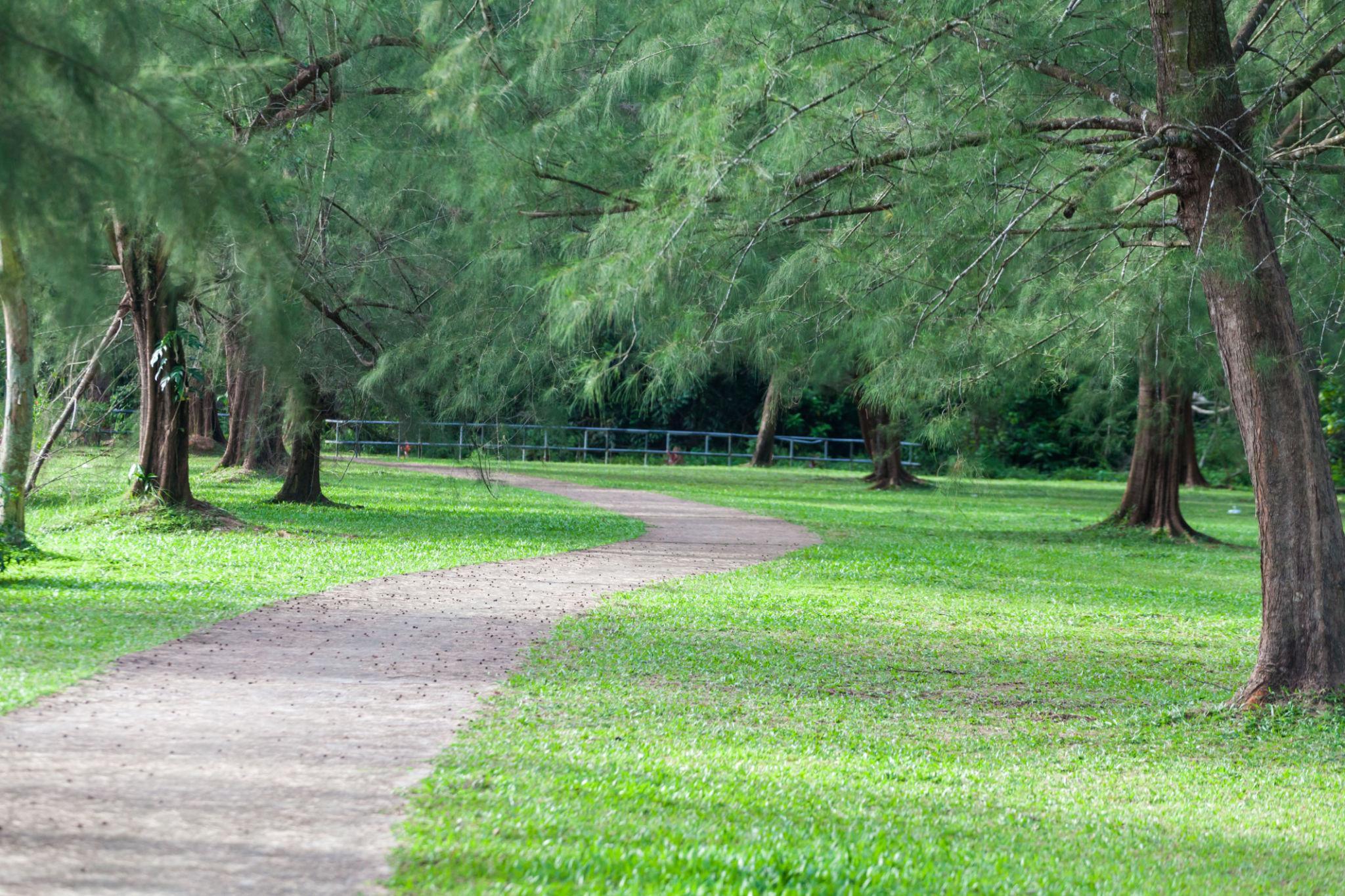 開けた芝生エリア