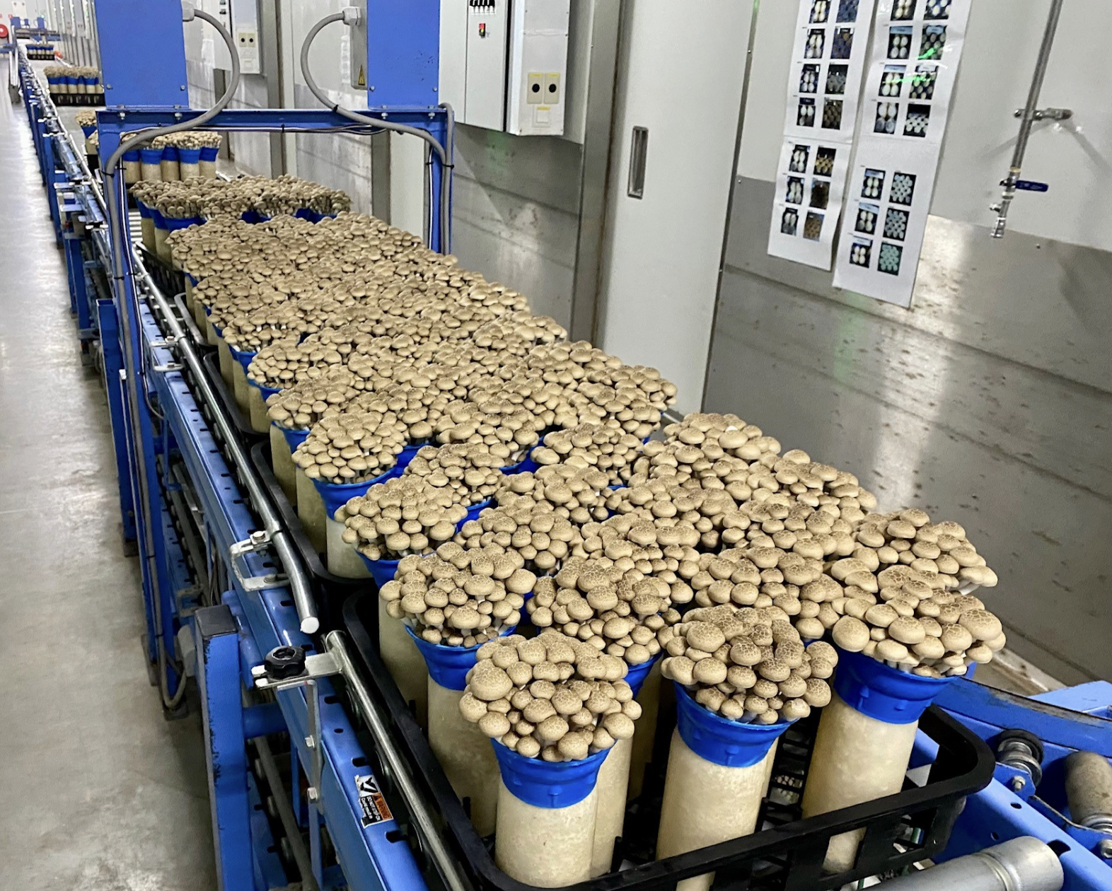 生産ラインに乗っているブナシメジたち